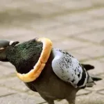 (ヽ´ん`)「鳩にパンの耳のネックレスつけてあげてる」