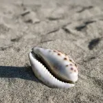【悲報】「貝」とかいうよく考えたらめちゃくちゃ気持ち悪い生物ｗｗｗｗｗｗｗｗｗ
