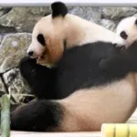 【悲報】和歌山のパンダ全４頭、中国返還へｗｗｗｗｗｗｗｗｗ