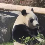 【悲報】和歌山のパンダさん、全頭返還ｗｗｗｗｗｗｗｗｗｗｗｗｗｗ