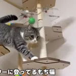 【唖然】もちまる（5）、腎臓病を発症 →原因がガチで謎すぎる・・・・・