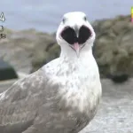 【動画】カモメさん、ウサギさんを丸呑みｗｗｗｗｗｗｗｗ