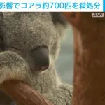 【悲報】オーストラリアさん、コアラ約700匹を空から狙撃し殺処分