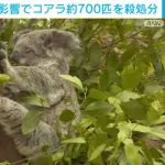 【悲報】オーストラリアさん、コアラ約700匹を空から狙撃し殺処分