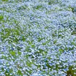 【悲報】茨城県、年内にも水戸市とつくば市の人口逆転か！ｗｗｗｗｗｗ