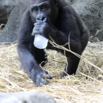 【悲報】来年パンダ返還で日本のパンダ、0頭に・・・・・
