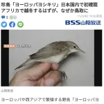 【画像】鳥さん「うーんアフリカはどっちかな？こっちかな？」