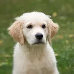 【画像】北海道民「犬を拾いました。女の子の犬です。飼い主さん出てきてください。」
