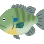 【画像】ブルーギルばっか釣れたから食うわ〓