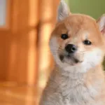 【悲報】柴犬とかいう狂犬wwwwwwwwwwwwwwww
