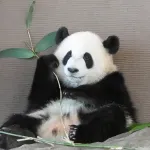パンダ返還の原因、判明…白浜町長「パンダの産地から友好都市の申請来たけど断ってやったｗ」