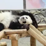 【悲報】パンダ返還の原因判明！白浜町長「パンダの産地から友好都市の申請来たけど断ったｗｗｗｗ」