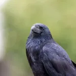 カラスとかいう「知能が高いと言われている」以外は害しかない最悪の鳥
