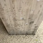 【画像】大阪万博、羽虫大量発生で大パニックｗｗｗｗｗｗｗｗｗｗｗ