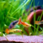 アクアリウム(見てて癒やされます、お金そんなにかかりません)←この趣味