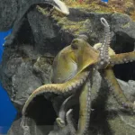 【画像】 タコの裏側、割と気持ち悪い・・・