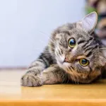 【悲報】ワイ「猫飼いたい」パッパ「お前の5畳から一歩も出すな」 ←これもう猫虐待やろ・・・・・