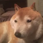 可愛い犬種で打線組んだ
