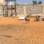 自分をヤギだと思ってた羊が真実に気付く瞬間ＷＷＷＷＷＷＷＷＷＷＷＷＷＷＷＷＷＷＷＷＷＷＷＷＷ