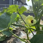 家庭菜園とかいう最強の趣味ｗｗｗｗｗｗｗｗｗｗ