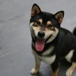 【動画】香港で柴犬がいじめられてる動画が流行る・・・