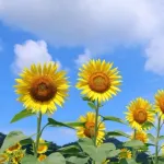 夏にやることリスト作ったで