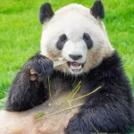 パンダが中国にしかいないのはずるい