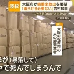米卸売業「政府が備蓄米放出したら、米の価格が暴落して我々が死んでしまう」