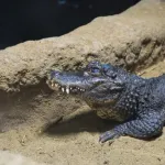 実在してるのが信じられない生き物