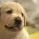 【悲報】イギリス政府が飼育禁止にするほど危ないワンちゃんたちがコチラｗｗｗｗｗｗ
