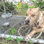【悲報】体長1メートルのピットブルが住宅地を徘徊　深夜に民家の飼い犬を襲いかみ殺す　住人は無事