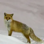 ワイ「キツネって可愛いなぁ」敵「エキノコックス！エキノコックス！」