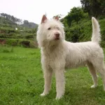 【動画】ボス犬、群れを一瞬で支配するｗｗｗｗｗｗ