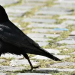 【悲報】弱男さん、カラスに弄ばれてしまうｗｗｗｗｗｗｗｗｗｗｗｗｗｗｗｗｗ