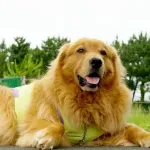 ゴールデンレトリバーとかいう天使
