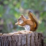【動画】野生のリス、仲間を助けるため果敢にヘビに挑むｗｗｗｗｗｗｗｗｗ