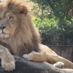 ライオンって全然最強じゃ無いのになんで百獣の王名乗ってんの？