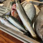 【悲報】農水省悲鳴「助けて！魚を食べる国民が激減してるの！なんで魚食べてくれないの？！」