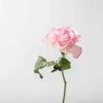 【画像】美少女声優さん、薔薇活してしまうｗｗｗｗｗｗｗｗｗｗｗｗｗ