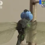 【画像】悠仁さまのトンボのクオリティｗｗｗｗｗｗｗ