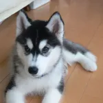 ハスキー犬、よく噛んで食べるから大きくなる模様