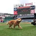 メジャーでバットを回収する犬「バットドッグ」のブルース君がデビュー