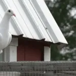 【画像】Vtuber「鳩やめてください」←豚「鳩って何のことですか？（すっとぼけ）」