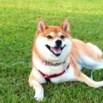 シバイヌが警察犬になれない理由