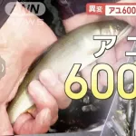 【朗報】アユ600倍、マグロ50倍の大豊漁!!関係者「豊漁すぎて困るレベル」