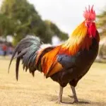 【悲報】近所のニワトリ、うるさすぎるｗｗｗｗｗｗｗｗｗｗｗｗｗｗｗｗ