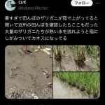 【画像】ザリガニ、田んぼで茹で上がる。暑すぎて稲をのぼるがまるでクモの糸。誰も助からない
