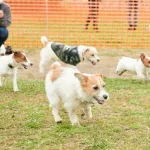 【悲報】ドッグラン、犬を走らせたら怒られる時代へｗｗｗｗｗ