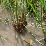 【悲報】田んぼ、ザリガニで溢れかえる🦀