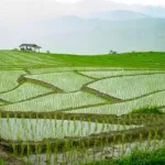 【画像】田んぼ、暑すぎて地獄絵図と化してしまう・・・・・・・・・・・・・・